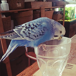 机/シンプルにすっきりと暮らす/カフェ風インテリアを目指して/男前/インコ...などのインテリア実例 - 2018-04-13 16:56:45