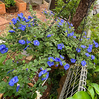 花のある暮らし/庭/ブルー/アメリカンブルー/玄関/入り口のインテリア実例 - 2021-08-29 11:11:35