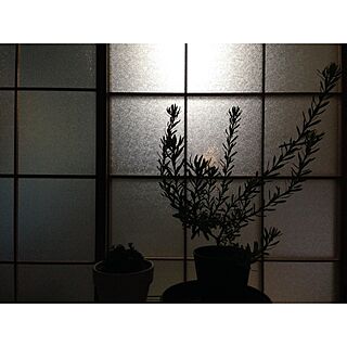 バス/トイレ/すりガラス/ig→hitorururu/夢の南向き/植物のある暮らし...などのインテリア実例 - 2017-02-08 03:38:58