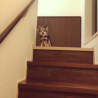 棚/愛犬と暮らす/収納/階段/へーベルハウスのインテリア実例 - 2018-04-24 20:54:23