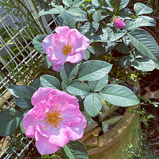 庭/ピンク/花のある暮らし/薔薇/紫...などのインテリア実例 - 2021-09-12 13:08:51