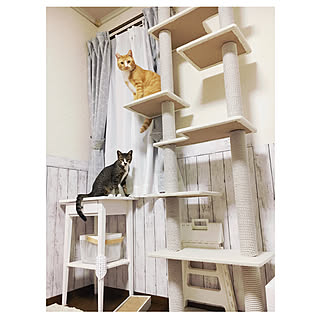 壁/天井/猫と暮らす/IKEA/ダイソー/保護猫...などのインテリア実例 - 2018-10-31 23:51:26