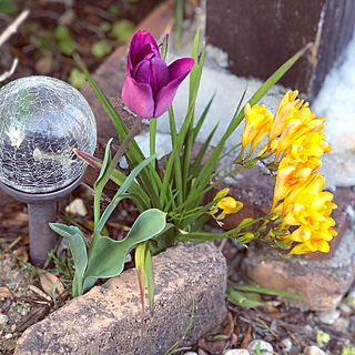 小さな庭/春ですね/植えた事忘れてた/チューリップ/机のインテリア実例 - 2019-04-07 12:07:04