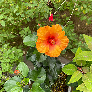 まだまだ咲きます/ミニハイビスカス(オレンジ)/南の庭/快晴28℃/初秋の花...などのインテリア実例 - 2021-09-12 14:38:48