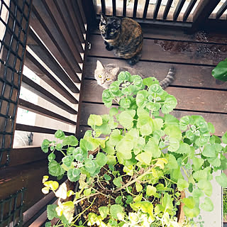 棚/ねこのいる日常/保護ねこ部/ウッドデッキ/植物...などのインテリア実例 - 2017-09-24 12:11:49