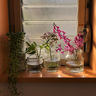 植物からの癒し/花が好き/こどもと暮らす/春はもうすぐ/グリーンネックレス...などのインテリア実例 - 2020-04-05 16:52:29