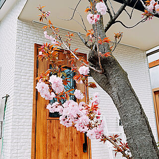 八重桜/ガーデニングが好き/春の庭/ナチュラルが好き/玄関/入り口のインテリア実例 - 2023-04-06 10:56:31