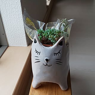 部屋全体/セダム/いいね！ありがとうございます◡̈♥︎/かわいいもの♡/多肉植物のある暮らし...などのインテリア実例 - 2024-05-27 06:49:20