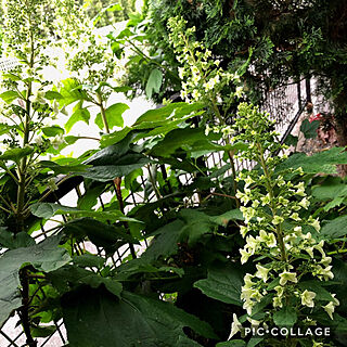 東側ガーデン/咲き始めました♪/カシワバアジサイ/紫陽花/好きなものに囲まれて暮らす...などのインテリア実例 - 2019-05-24 22:06:23