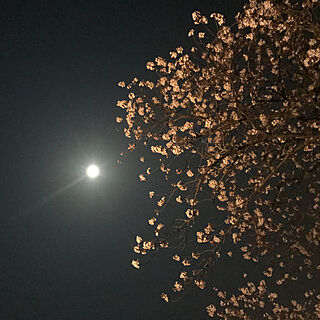 リビング/夜桜/ウッドデッキ/桜/景色が大好き...などのインテリア実例 - 2018-03-29 20:33:01