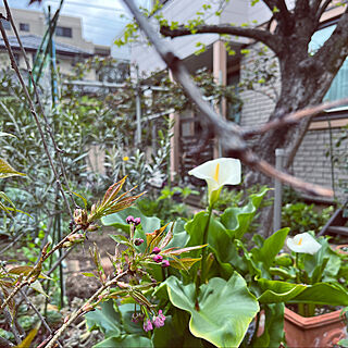 春の庭/ガーデニング/植物のある暮らし/チューリップ咲きました♡/植物を楽しむ...などのインテリア実例 - 2022-04-07 13:34:18