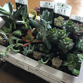 いいね！ありがとうございます♪/多肉植物/シーサー/多肉初心者/寄せ植え初心者...などのインテリア実例 - 2018-03-29 15:48:45