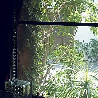 窓辺の風景/豆の木/スモークツリー/アイビーのインテリア実例 - 2016-07-03 13:09:59