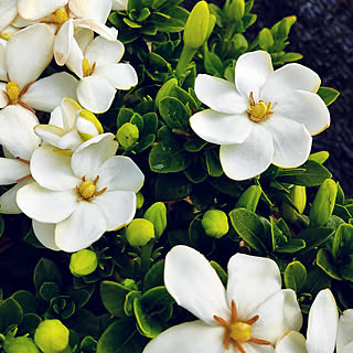 スウェーデンハウス マルバクチナシの商品を使ったおしゃれなインテリア実例 Roomclip ルームクリップ