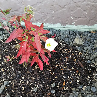 小さな花壇♡/植物の成長記録/秋の気配✨/昼咲き月見草のインテリア実例 - 2020-10-09 14:23:22