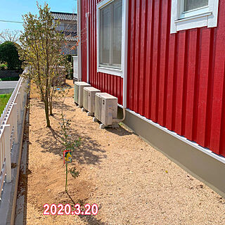 赤い家/庭のある暮らし/庭のお花/ミモザ/ミモザの木...などのインテリア実例 - 2021-03-05 08:45:42