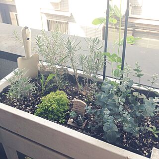 棚/菜園/DIY/植物のインテリア実例 - 2015-03-22 10:25:51