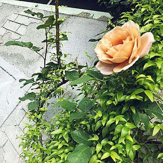 バラのある庭/ガーデニング/DIY/バラのインテリア実例 - 2021-05-12 10:01:36