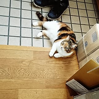 玄関/入り口/猫のゆずさん/ゆるミニマリスト/目指してます！/インテリアじゃなくてごめんなさい...などのインテリア実例 - 2016-10-04 21:35:02