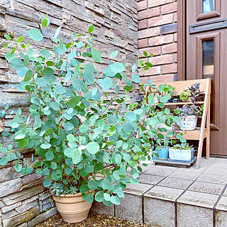 多肉植物/プランタースタンド/グリーンのある暮らし/台風の被害がありませんように/残暑乗り切ろう...などのインテリア実例 - 2020-09-05 13:56:51