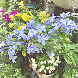 ルリマツリの花/お花に癒されるᙏ̤̫͚ᙏ̤̫͚/花のある暮らし/お花大好き♡/緑と花と暮らす...などのインテリア実例 - 2020-07-14 07:16:04