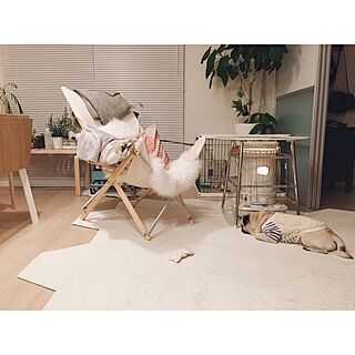 ホワイトインテリア/賃貸/犬/Instagram:yui____k/犬と暮らす...などのインテリア実例 - 2017-02-03 22:48:10