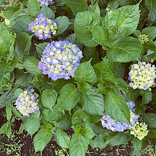 ガーデニング初心者/花のある暮らし/生活感たっぷり/昭和の家/植物のある暮らし...などのインテリア実例 - 2021-06-01 17:09:01