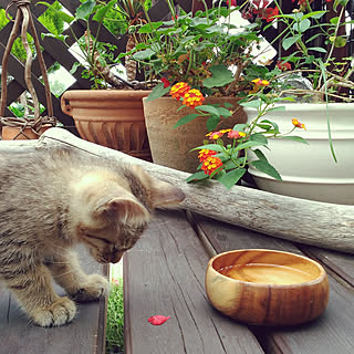 玄関/入り口/ねこと暮らす。/猫のいる生活/ウッドデッキのある暮らし/庭のある暮らし...などのインテリア実例 - 2019-07-10 22:43:48