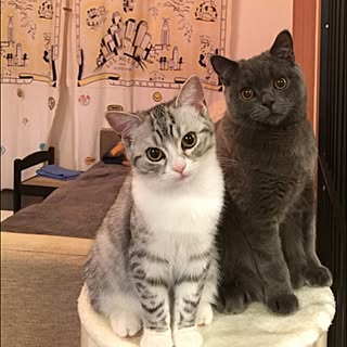 部屋全体/連投すみません/ねこばかりですいません/ねこのいる風景/猫...などのインテリア実例 - 2016-04-10 21:11:44