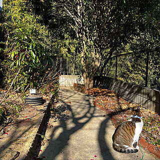 庭の猫/暖かい日/脱走騒ぎ/白キジのん/猫のいる風景...などのインテリア実例 - 2023-01-06 15:40:23