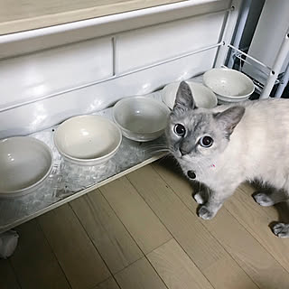 猫のごはん台/猫/ねこ/ホワイト/ホワイトインテリア...などのインテリア実例 - 2018-09-17 22:21:28