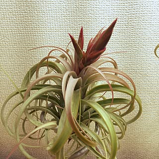 棚/チランジア/NO GREEN NO LIFE/tillandsia/s-Tillandsia...などのインテリア実例 - 2016-05-08 09:56:02