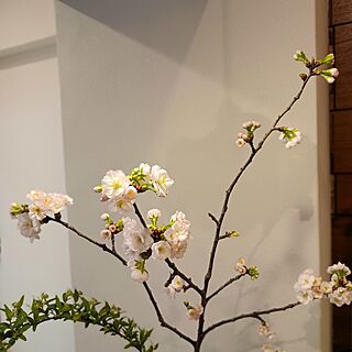 棚/桜のインテリア実例 - 2024-04-06 21:26:35