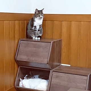 リビング/お掃除ロボットで床に物を置かない生活に/猫とお掃除ロボット/ナチュラル/一人暮らし...などのインテリア実例 - 2020-07-28 22:52:23