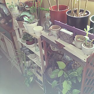 棚/白い植木鉢/多肉植物/観葉植物/リメイク...などのインテリア実例 - 2016-07-04 06:57:20