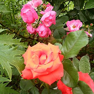 玄関/入り口/お花大好き♡/薔薇のある庭のインテリア実例 - 2017-05-24 16:09:19