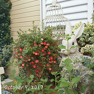 ベッド周り/10月の庭/クランベリー/ダイエッターは辛いよのインテリア実例 - 2017-10-10 14:10:45