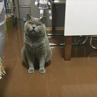 ご飯の催促/腹ぺこな猫/食欲の秋/ラム♡/ねこのいる日常...などのインテリア実例 - 2021-09-14 07:23:19