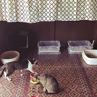 猫トイレ/リノベーション/古民家暮らし/猫と暮らす/猫スペース...などのインテリア実例 - 2020-04-23 09:40:04