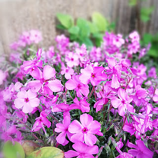 玄関/入り口/花のある暮らし/芝桜可愛い♡/こんな時期はお花を見て癒されたい♡/植物のある暮らし...などのインテリア実例 - 2020-04-02 19:05:01