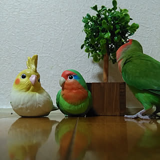 リビング/セキセイインコ/オカメインコ/犬と暮らす/犬...などのインテリア実例 - 2021-01-24 21:52:20