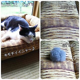 ベッド周り/掃除/かんたん掃除/猫の手も借りたい/ゴム手袋...などのインテリア実例 - 2017-06-25 10:30:57