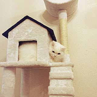 whitecatさんの実例写真