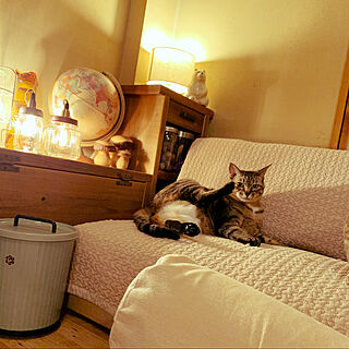 ネコ/猫がよろこぶ快適な部屋づくり/多頭飼い/ねこのいる日常/ねこと暮らす。...などのインテリア実例 - 2022-06-19 22:36:51