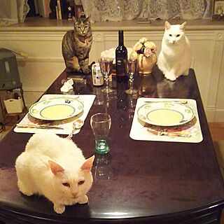 机/白猫/猫のための家/お行儀悪くてすみません/ねこばかりですいません...などのインテリア実例 - 2016-02-11 21:36:38