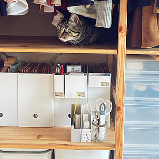 ねこ/ねこのいる風景/狭小部屋/4畳半の部屋/畳の部屋に住んでます...などのインテリア実例 - 2021-12-05 15:12:17