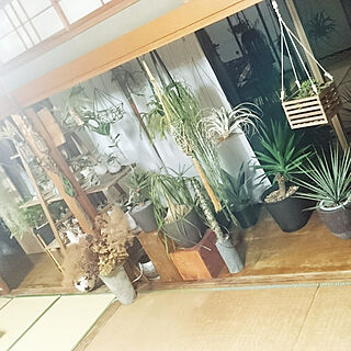 部屋全体/植物コーナー/CAUDEX/植物に水をあげるところ/観葉植物...などのインテリア実例 - 2018-04-05 22:10:23