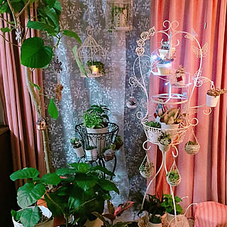 観葉植物/観葉植物のある部屋/NO GREEN NO LIFE/フラワースタンド/アイアン雑貨...などのインテリア実例 - 2017-11-24 13:54:50