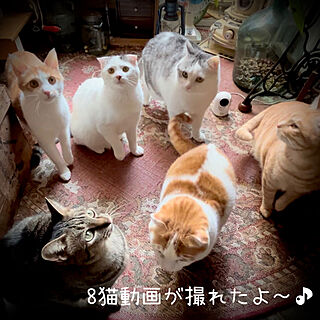 玄関/入り口/レトロ/古道具/marusan流/#ねこくりっぷ...などのインテリア実例 - 2024-03-04 16:06:46