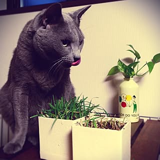 棚/猫草/ねこ/観葉植物/ポトス...などのインテリア実例 - 2015-05-27 19:42:34